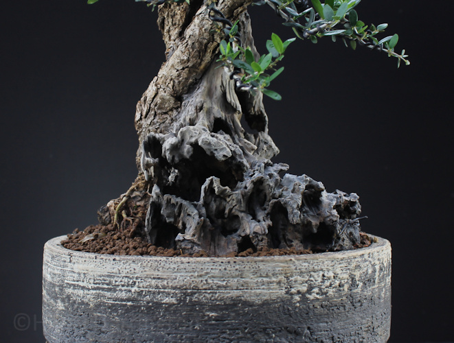 olive bonsai deadwood